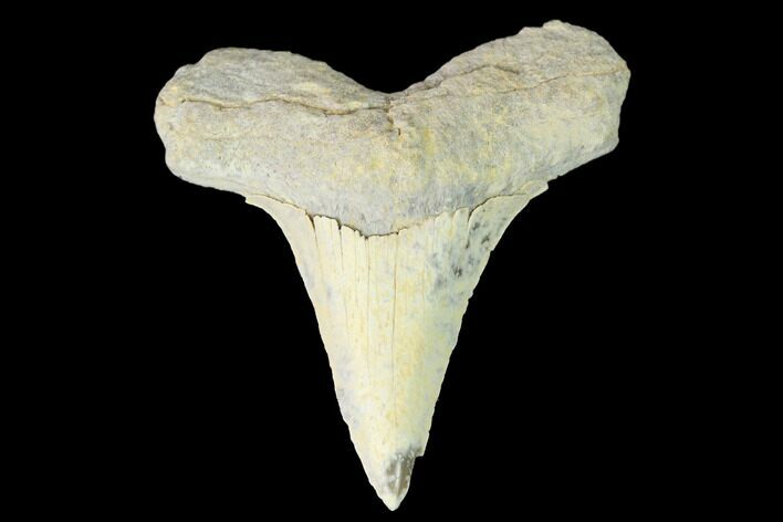 Bargain, Fossil Shark (Cretoxyrhina) Tooth - Kansas #142950